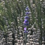 A single lavender spear