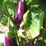 Eggplant-plant